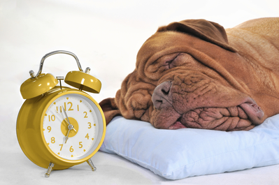Sleepy dog with alarm clock